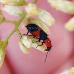 Dicranolaius bellulus at Aranda, ACT - 30 Mar 2023