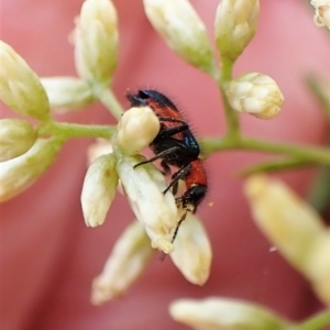 Dicranolaius bellulus at Aranda, ACT - 30 Mar 2023