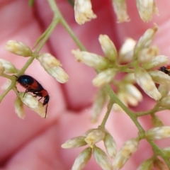 Dicranolaius bellulus at Aranda, ACT - 30 Mar 2023