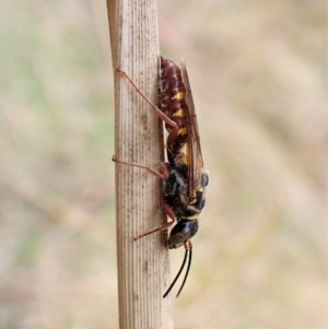 Agriomyia sp. (genus) at Cook, ACT - 2 Apr 2023