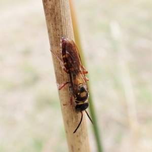 Agriomyia sp. (genus) at Cook, ACT - 2 Apr 2023