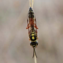 Aeolothynnus sp. (genus) (A flower wasp) at Cook, ACT - 21 Mar 2023 by CathB