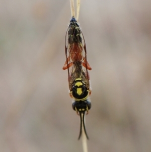 Aeolothynnus sp. (genus) at Cook, ACT - 21 Mar 2023 04:40 PM