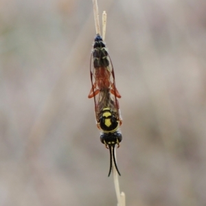 Aeolothynnus sp. (genus) at Cook, ACT - 21 Mar 2023 04:40 PM