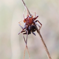 Habronestes bradleyi (Bradley's Ant-Eating Spider) at Aranda Bushland - 30 Mar 2023 by CathB