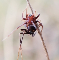 Habronestes bradleyi at Aranda, ACT - 30 Mar 2023 03:40 PM