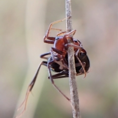 Habronestes bradleyi at Aranda, ACT - 30 Mar 2023 03:40 PM