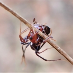 Habronestes bradleyi at Aranda, ACT - 30 Mar 2023 03:40 PM