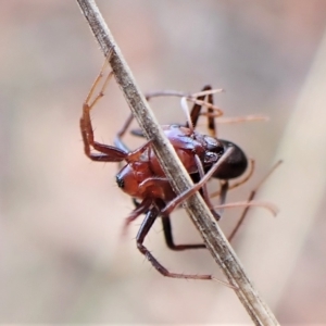 Habronestes bradleyi at Aranda, ACT - 30 Mar 2023 03:40 PM