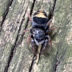 Apricia jovialis at Theodore, ACT - 1 Apr 2023 11:38 AM