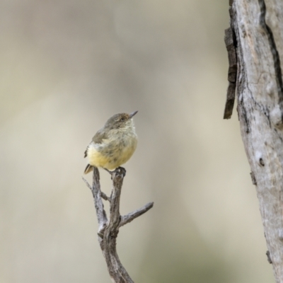 Acanthiza reguloides (Buff-rumped Thornbill) at Mount Ainslie - 30 Mar 2023 by trevsci