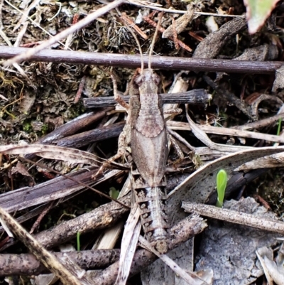 Phaulacridium vittatum (Wingless Grasshopper) at Mount Painter - 1 Apr 2023 by CathB
