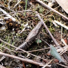 Phaulacridium vittatum at Cook, ACT - 1 Apr 2023 04:18 PM