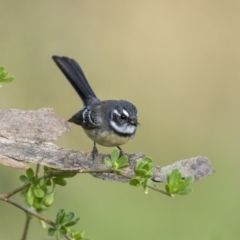 Rhipidura albiscapa (Grey Fantail) at Pialligo, ACT - 30 Mar 2023 by trevsci