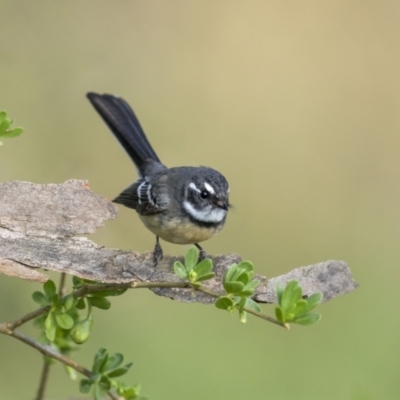 Rhipidura albiscapa (Grey Fantail) at Pialligo, ACT - 29 Mar 2023 by trevsci