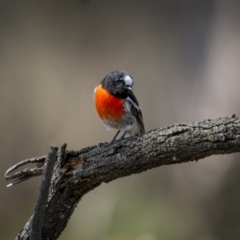 Petroica boodang (Scarlet Robin) at Mount Ainslie - 30 Mar 2023 by trevsci