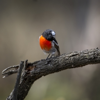 Petroica boodang (Scarlet Robin) at Mount Ainslie - 30 Mar 2023 by trevsci