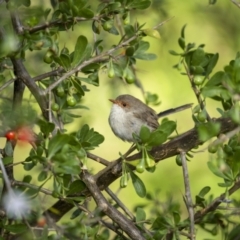 Malurus cyaneus (Superb Fairywren) at Pialligo, ACT - 29 Mar 2023 by trevsci