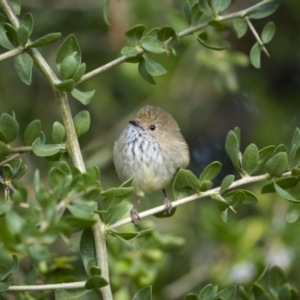 Acanthiza pusilla at Pialligo, ACT - 30 Mar 2023