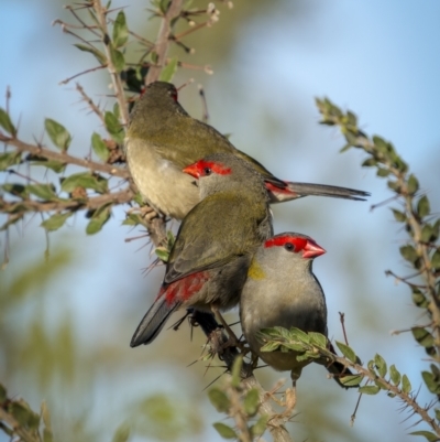 Neochmia temporalis (Red-browed Finch) at Mount Ainslie - 27 Mar 2023 by trevsci