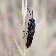 Tiphiidae (family) (Unidentified Smooth flower wasp) at Aranda Bushland - 21 Mar 2023 by CathB