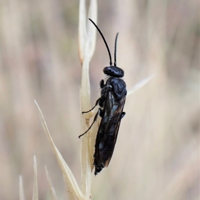 Tiphiidae (family) (Unidentified Smooth flower wasp) at Aranda, ACT - 21 Mar 2023 by CathB