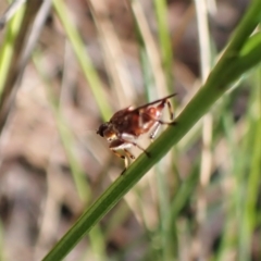 Tapeigaster sp. (genus) (Fungus fly, Heteromyzid fly) at Aranda, ACT - 30 Mar 2023 by CathB