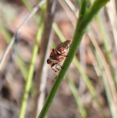 Tapeigaster sp. (genus) at Aranda, ACT - 30 Mar 2023