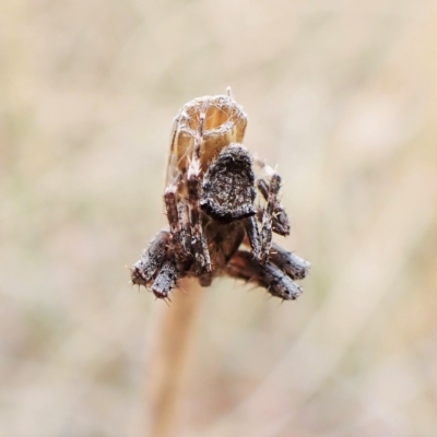 Novakiella trituberculosa (Common Novakiella) at Cook, ACT - 20 Mar 2023 by CathB