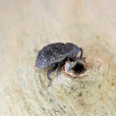 Tyrtaeosus sp. (genus) (Weevil) at Aranda, ACT - 30 Mar 2023 by CathB