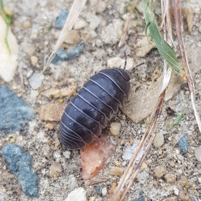 Armadillidium vulgare (Slater bug, woodlouse, pill bug, roley poley) at Kambah, ACT - 3 Apr 2023 by MatthewFrawley