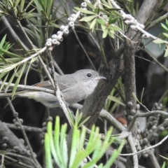 Pachycephala pectoralis (Golden Whistler) at Burradoo, NSW - 2 Apr 2023 by GlossyGal