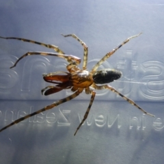 Namandia sp. (genus) (Long-jawed Desid) at Charleys Forest, NSW - 25 Mar 2022 by arjay