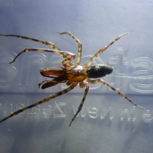 Namandia sp. (genus) at Charleys Forest, NSW - 25 Mar 2022