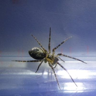 Unidentified Other web-building spider at Charleys Forest, NSW - 25 Mar 2022 by arjay
