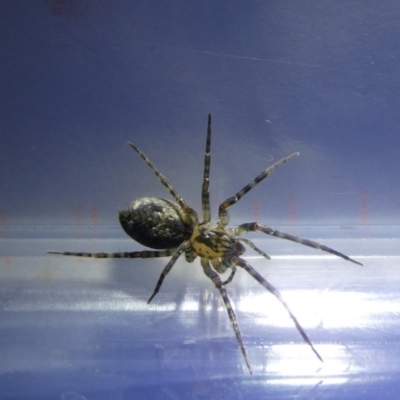 Badumna sp. (genus) at  - suppressed by arjay