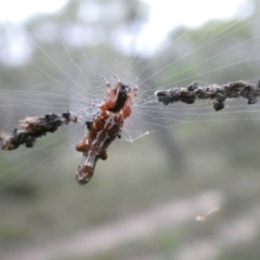 Cyclosa trilobata at Charleys Forest, NSW - 17 Feb 2022