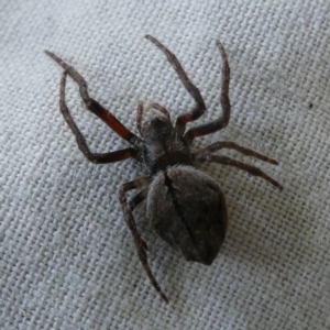 Socca pustulosa at Charleys Forest, NSW - 18 Dec 2021