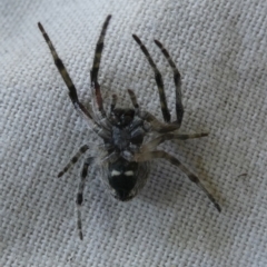 Socca pustulosa at Charleys Forest, NSW - 18 Dec 2021