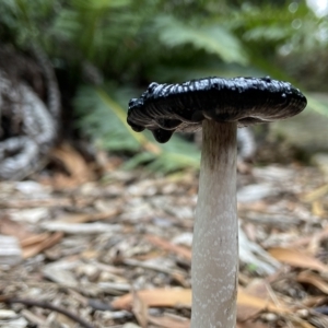 Coprinus comatus at Acton, ACT - 3 Apr 2023