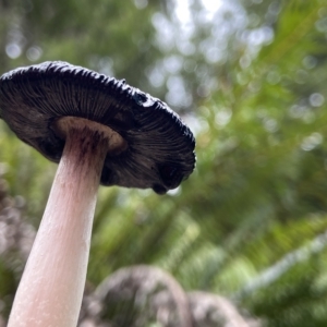 Coprinus comatus at Acton, ACT - 3 Apr 2023