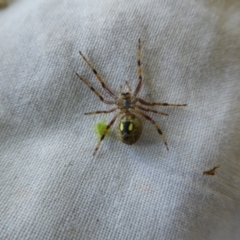 Salsa fuliginata (Sooty Orb-weaver) at Charleys Forest, NSW - 17 Dec 2021 by arjay