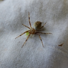 Salsa fuliginata at Charleys Forest, NSW - suppressed