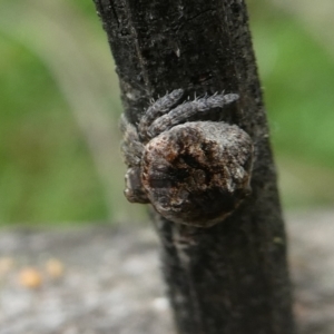 Dolophones sp. (genus) at Charleys Forest, NSW - 11 Dec 2021