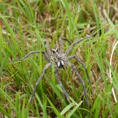 Tasmanicosa sp. (genus) (Unidentified Tasmanicosa wolf spider) at Mongarlowe River - 18 Nov 2021 by arjay