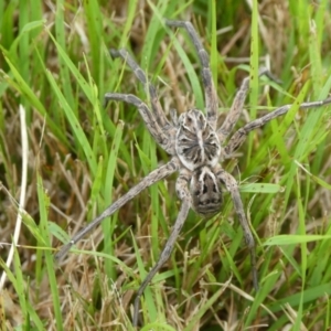 Tasmanicosa sp. (genus) at Charleys Forest, NSW - suppressed