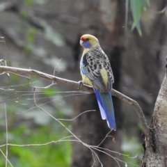 Platycercus elegans flaveolus (Yellow Rosella) at Splitters Creek, NSW - 29 Mar 2023 by GlossyGal