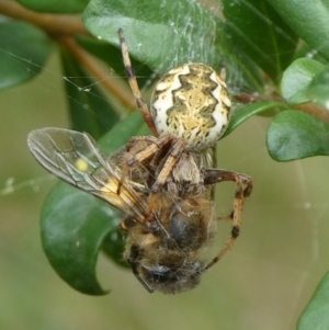 Salsa fuliginata at Charleys Forest, NSW - suppressed