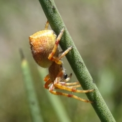 Salsa fuliginata (Sooty Orb-weaver) at Mongarlowe River - 21 Dec 2021 by arjay