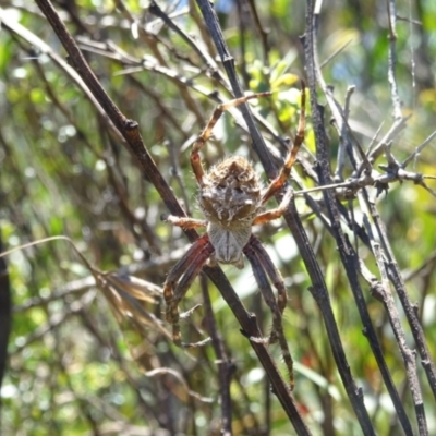 Backobourkia (genus) (An orb weaver) at Charleys Forest, NSW - 21 Dec 2021 by arjay
